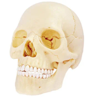 Primary Color Fluorescent color bone 4D Assembling Toy Perspective Bone Anatomy Model Transparent Skeleton Model