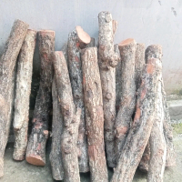 setigi laut