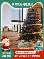 【雙十二大促】真的圣誕樹真樹盆栽活挪威云杉真正的圣誕樹松樹大諾貝松小型家用【四季小屋】