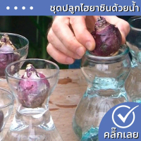 [COD] [tiktok]พร้อมส่ง หัวไฮยาซิน 1 หัว พร้อมแก้วปลูกไซส์เล็ก ดอกมีกลิ่นหอม Wanthai ขายหัวลิลลี่ ทิว