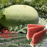 【黑貓嚴選】王家海派農場★A級★花蓮大西瓜(13.8kg±5%/顆)