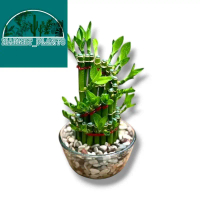Hiasan Rumah ornamen Bambu Hoki Melingkar - Bambu Hoki Dracena Sanderiana - bunga plastik Hiasan rum