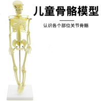 兒童骨骼模型（42cm）人體骨骼模型可活動拆卸拼裝小學科學教具生物實驗教學儀器