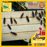 Kayu tempat bertelur bsf - cluster kayu bsf  lengkap dengan paku payung dan karet