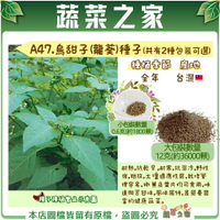 【蔬菜之家】A47.烏甜子(龍葵)種子(共有2種包裝可選)