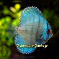 #ikan discus blue cobalt size 6-7cm