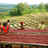 單一品種 WUSH WUSH  衣索比亞 古吉 厭氧日曬處理 咖啡豆 - 一磅