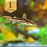 Paket Koloni (Isi10)Tiger Shovelnose Catfish ( TSN ) Ikan Hias Predator Hiasan Aquarium