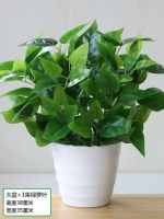 人造花 仿真植物仿真綠蘿尤加利綠植物盆栽假花客廳舞臺隔斷柵欄花箱裝飾花草花卉