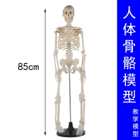 人體骨骼模型(85cm)全身帶支架教學生物實驗可拆卸骨骼骨架J3302