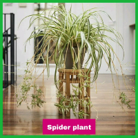 Tanaman Hias Lili Hawai - Spider Plant - Lily Hawai
