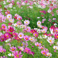 #SG  LOACL#Cosmos Seed Low Mixed Color 50 Pcs/Flower Seed/Mixed Color Cosmos Seed