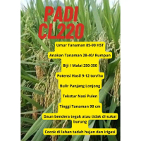 Bibit Benih Padi CL-220 ORIGINAL Kemasan 1 Kg