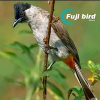 BURUNG KUTILANG JAWA PILIHAN