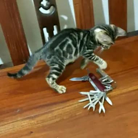 Kucing 2B1.3D Bengal Betina kitten DOB 7 Agt'25