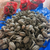 Gula aren asli 100% grade A