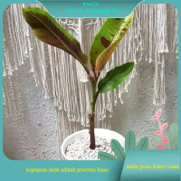 TANAMAN HIAS PISANG VARIGATA MERAH - BANANA BOOLD cantik (RA&TH)
