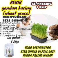 benih gandum untuk kucing