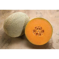 BENIH MELON JEPANG SAKATA ISI 10 BUTIR