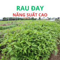 [ Rau rừng ] Hạt giống rau đay dễ trồng, thu hoạch sau 20 ngày gieo trồng, tỉ lệ nảy mầm
