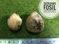 Fosil Kerang a018 atau Fosil Keong Temuan atau Batu Langka