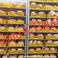 Karkas Daging Ayam Broiler Horen Kilo an sudah bersih