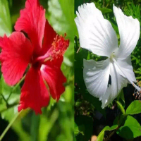 Tanaman Artificial Promo murah paket 2 sepatu - Kembang sepatu merah - putih -, Murah an rumah