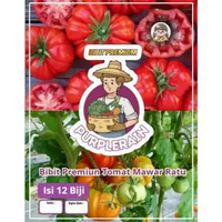 Bibit Premium Tomat Mawar Ratu | Benih Tomat Mawar Ranti | Bibit Tomat Ranti