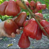 Bibit jambu air cincalo merah cepat berbuah