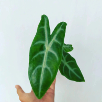 Alocasia Longiloba | Tanaman Hias