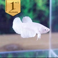 Cupang Halfmoon Full White Ikan Hias Air Tawar Hiasan Aquarium Tanaman Aquascape