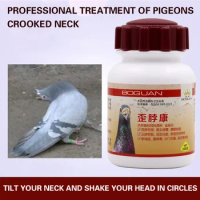 Crooked neck Kang homing pigeon racing pigeon Crooked head and crooked neck with Newcastle disease pigeon plague