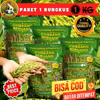 (1KG) BENIH Padi unggul CIHERANG BERUANG ORIGINAL PREMIUM