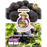 Bibit Unggul Plum Black Ruby | Benih Buah Plum Black Ruby | Plum RRC