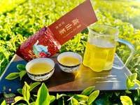 【茶鄉茶香】松柏長青茶～冬茶鮮採上市，CP值最高的台灣好茶