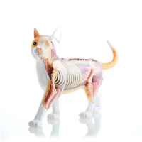 Animal Organ Anatomy Model 4D Cat Intelligence Assembling Toy Teaching Anatomy Model DIY Appliances