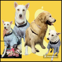 ชุดน้องหมาญี่ปุ่น Yukata Boy น้องหมา-น้องแมว #1-#5