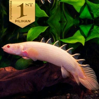 Palmas Albino Ikan Hias Predator Hiasan Aquarium Tanaman Aquascape