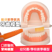 【居然好日子】牙齒模型 無牙縫 牙模教學 幼兒園刷牙練習 口腔模型 牙模(牙醫教學道具 刷牙教學 潔牙教具)