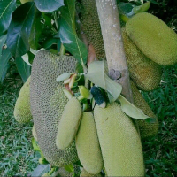 bibit tanaman Nangka Dak Hasil Okulasi Cepat Berbuah Perpaduan Nangka Mini Dan Cempedak Kualitas Ung