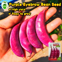 20เมล็ด/ซอง เมล็ดพันธุ์ถั่วแปปม่วง High Yield Purple Eyebrow Beans Seeds for Sale Lentil Seed Red Be