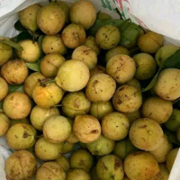 1kg buah pala segar freshh dadakan segar fresh dadakan