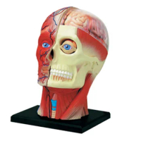 4D Human Head Muscle Nerve Model Anatomical Model of Brain Tissue Body Assembly Model Free Shopping Medical Supplies