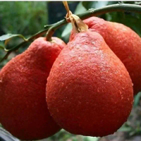 bibit jeruk red pamelo super genjah