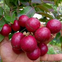 Bibit Tanaman Buah Kelengkeng Merah 1m/Kelengkeng Merah superr unggul