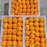 jeruk Mandarin wokam fresh 1 keranjang