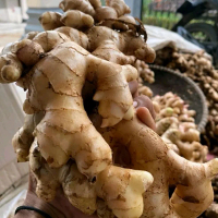 Jahe Gajah Putih 1 kg Super Fres Segar Sudah Dicuci Bersih