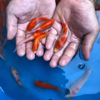 Paket 3 Ekor Bibit Koi 10–12 cm | [KOHAKU] | Koi Sehat Siap Pelihara | Wayfish Koi Center Depok