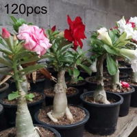 fythuid 120Pcs Mixed Adenium Desert Rose Flower Seeds Perennials Garden Balcony Decor