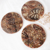 Ammonite fossil plate